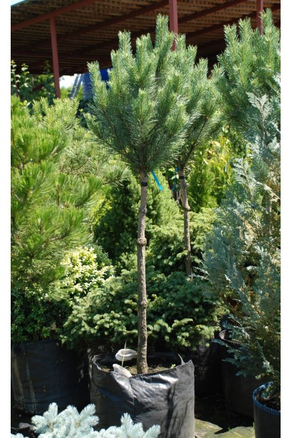 Компактне дерево на штамбі з густою декоративною кроною